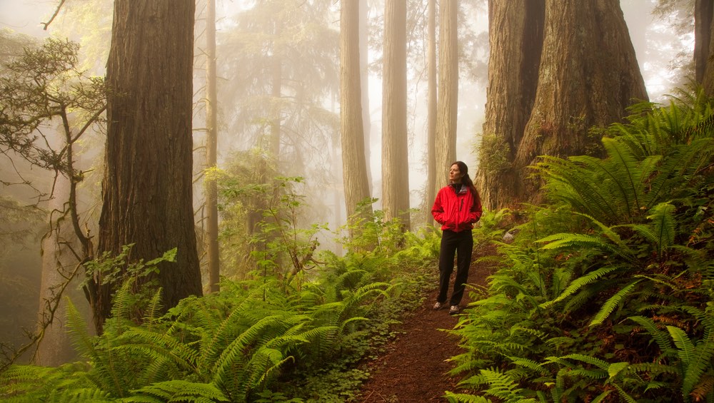 Redwood Forests