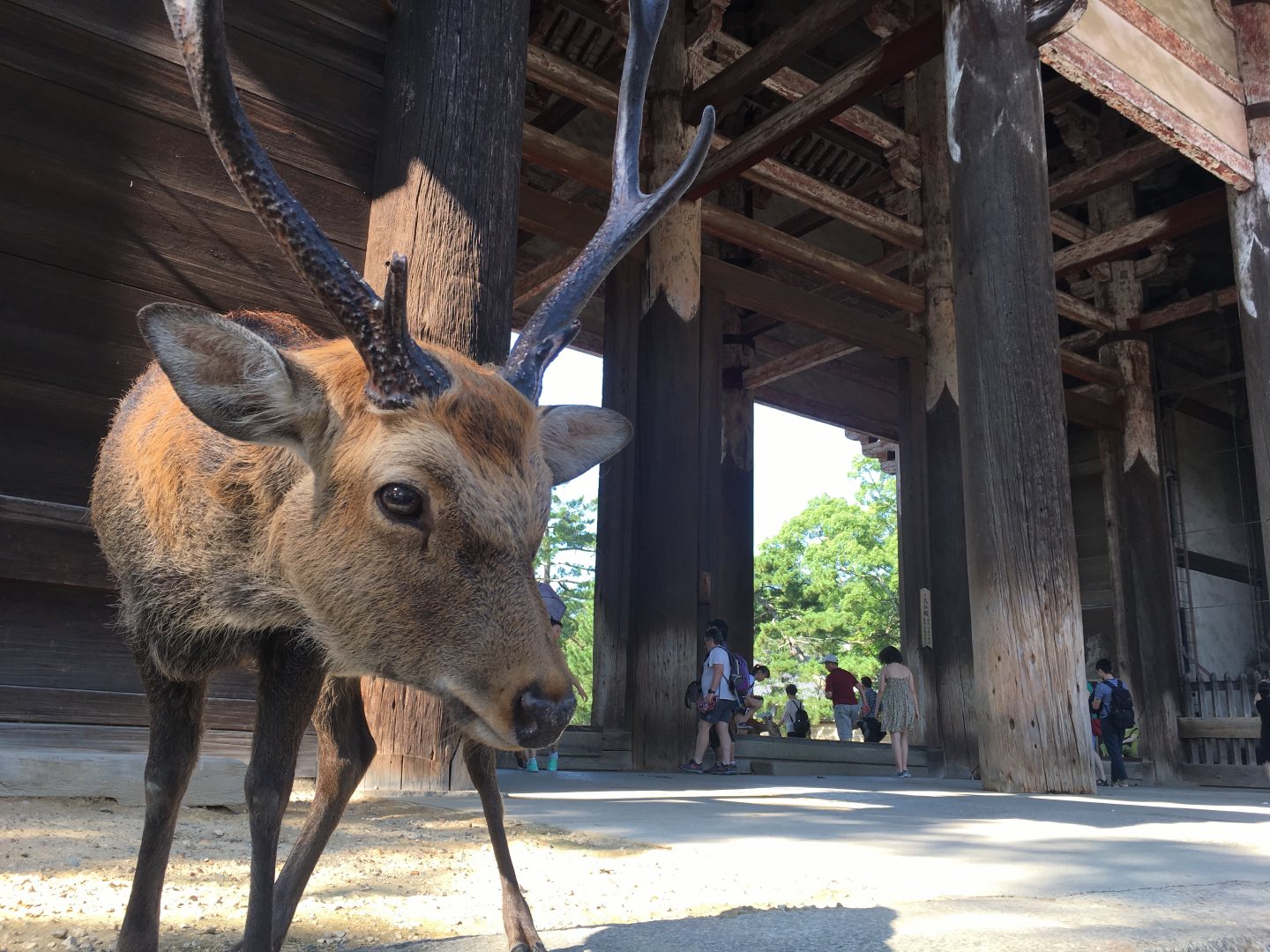 Deer at Nara Park