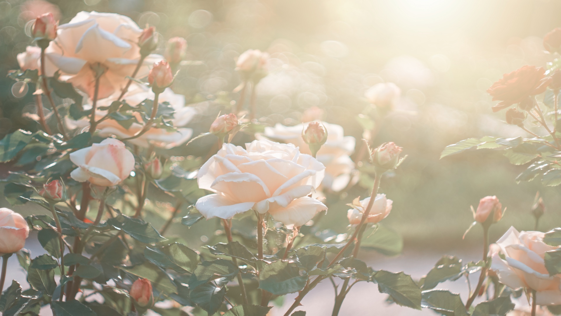 Roses flowers bloom in summer in the garden roses. Beautiful roses flowers close up.
