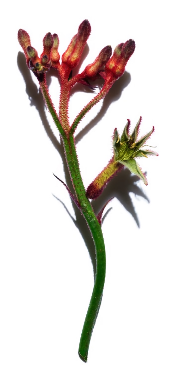 Australian Kangaroo flower